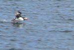 PICTURES/Puffin Express - Boat Tour Around Puffin Island/t_Puffins (33).JPG